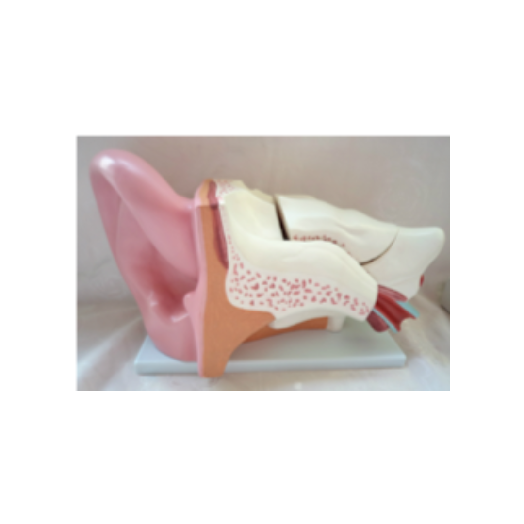 Ear model