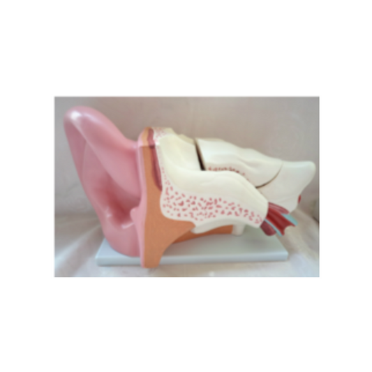 Ear model