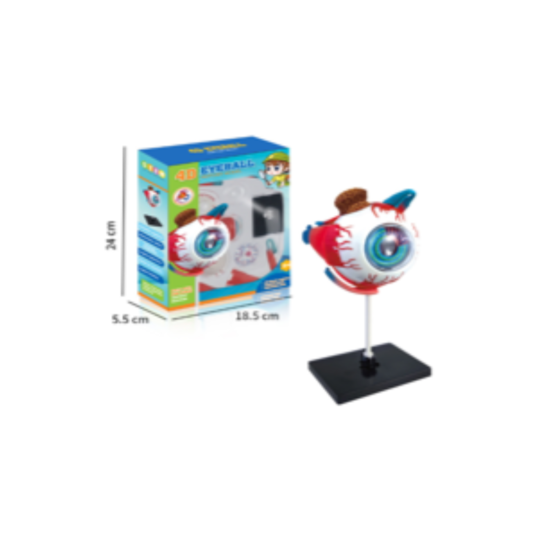 Eyeball Model