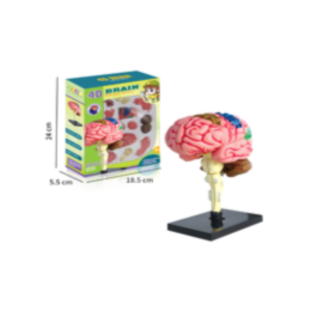 Brain Model