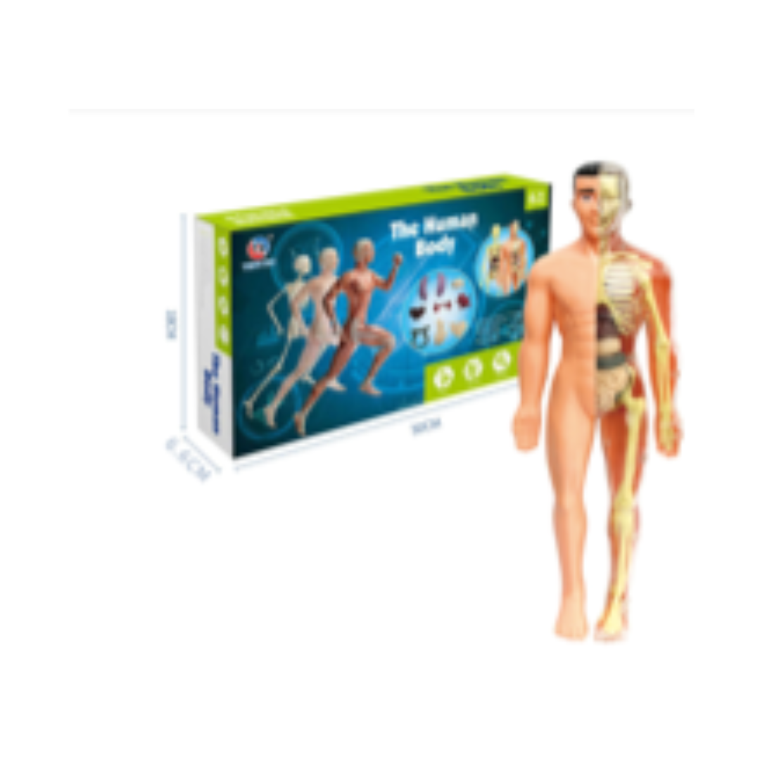 Translucent Whole Body Skeleton