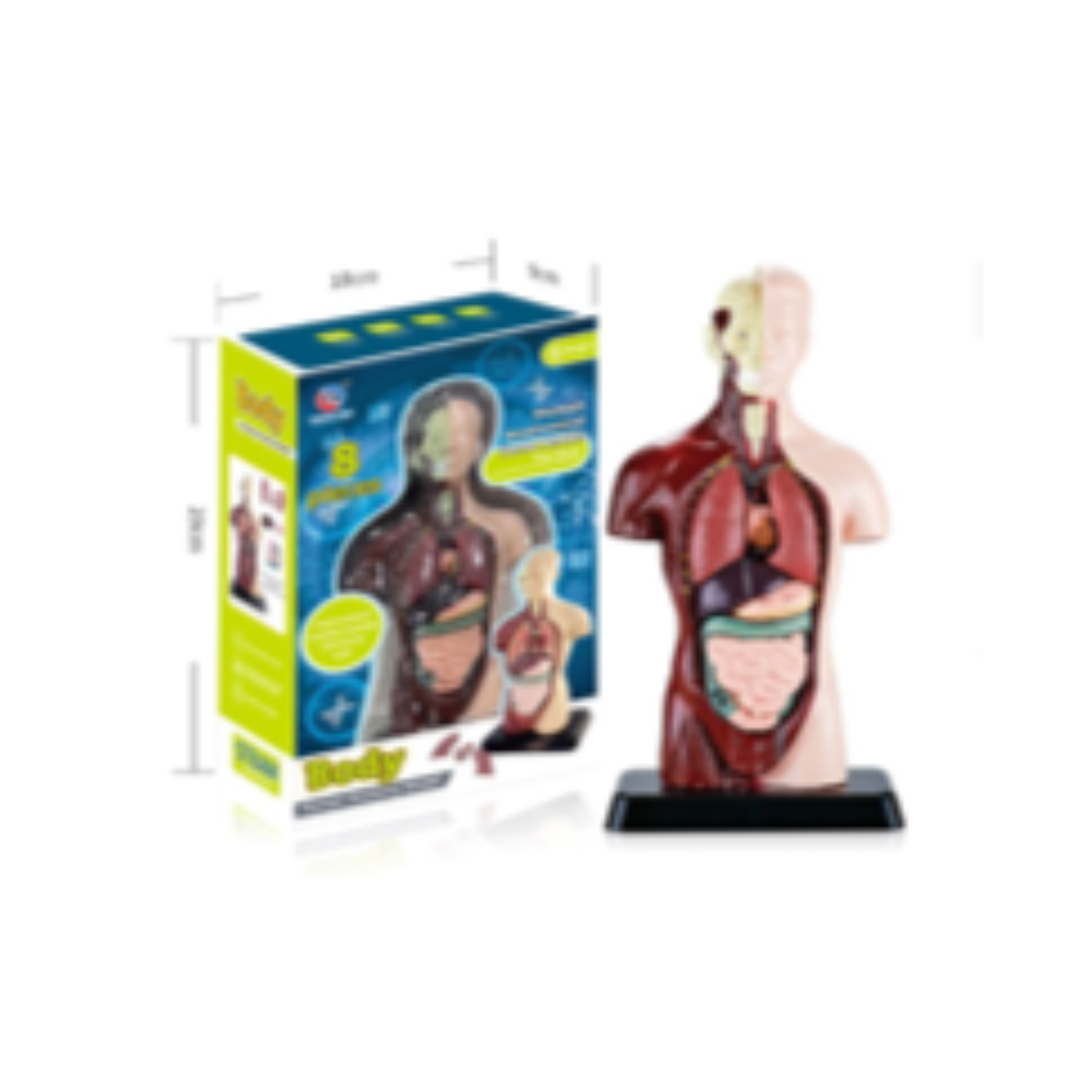 Simulated Half Anatomy Model