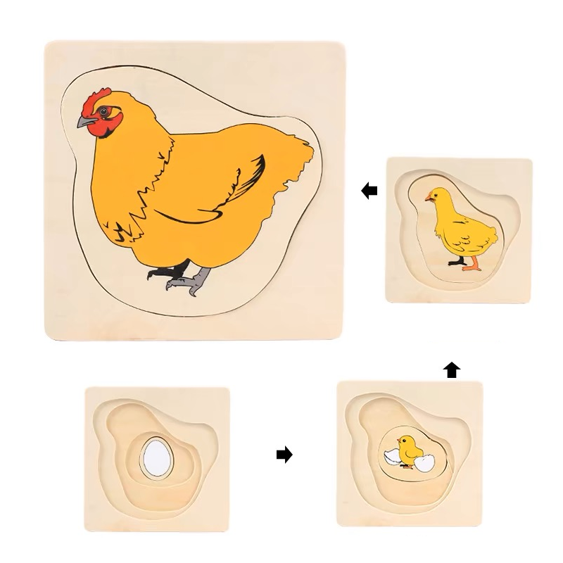 Life Cycle of Chicken Puzzle