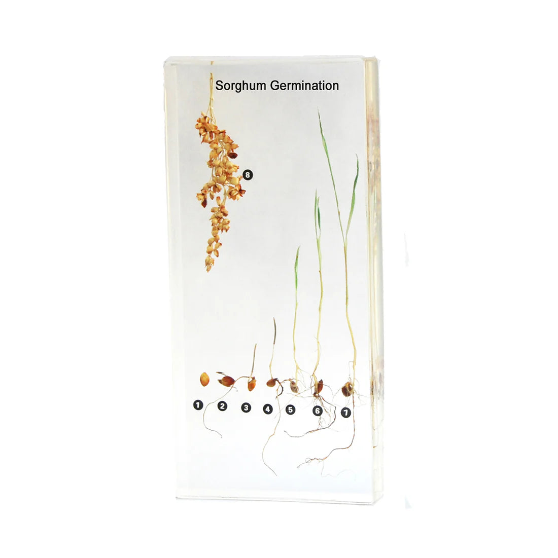 Sorghum Germination Acrylic Specimen