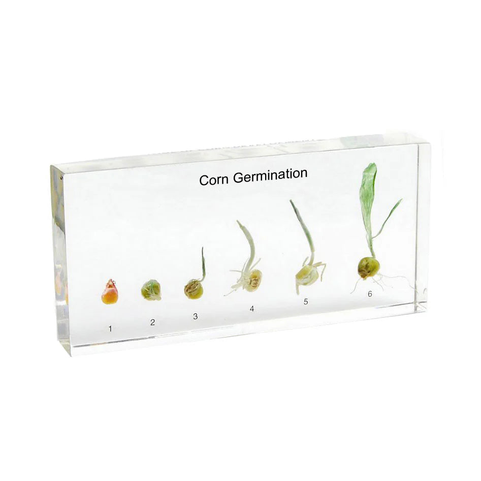 Corn Germination Acrylic Specimen