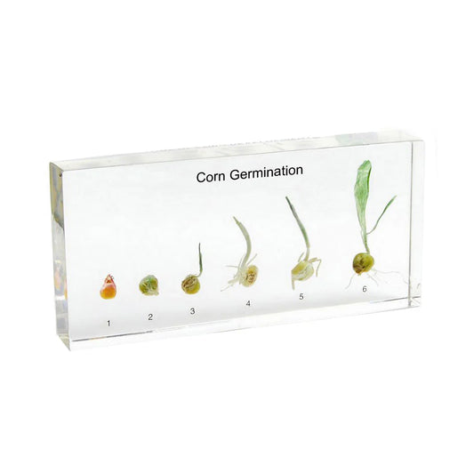 Corn Germination Acrylic Specimen