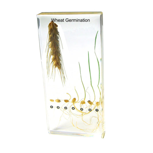 Wheat Germination Acrylic Specimen