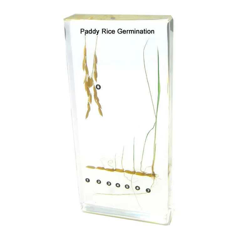 Paddy Rice Germination Acrylic Specimen