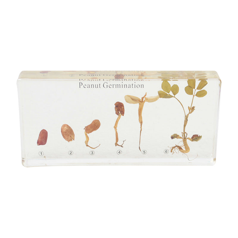 Peanut Germination Acrylic Specimen