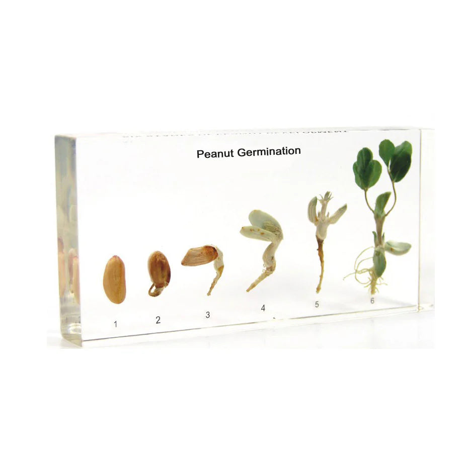 Peanut Germination Acrylic Specimen