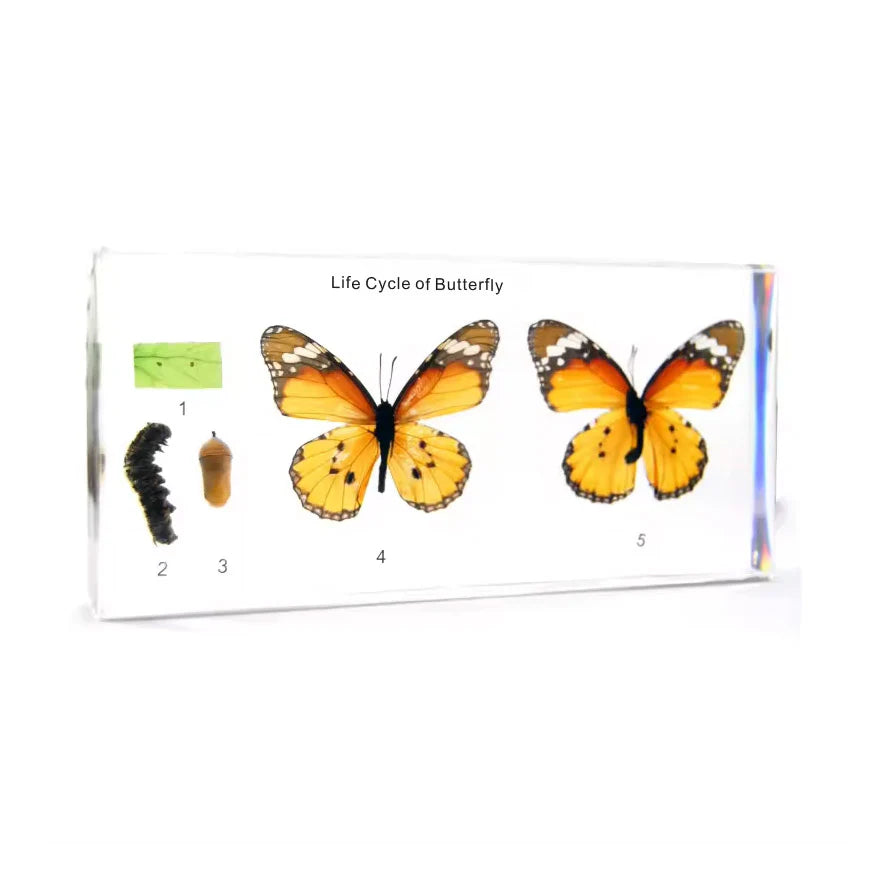 Life Cycle of Cabbage Butterfly Specimen