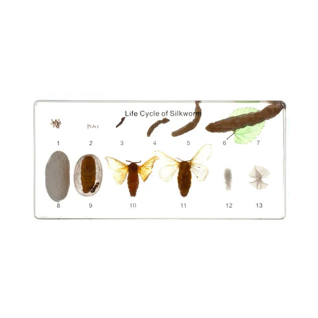 Life Cycle of Silkworm Acrylic Specimen