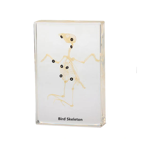 Real Bird Skeleton Model Acrylic Specimen