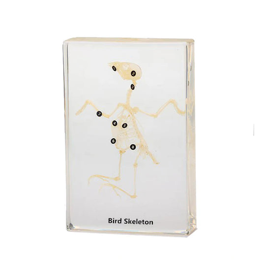 Real Bird Skeleton Model Acrylic Specimen
