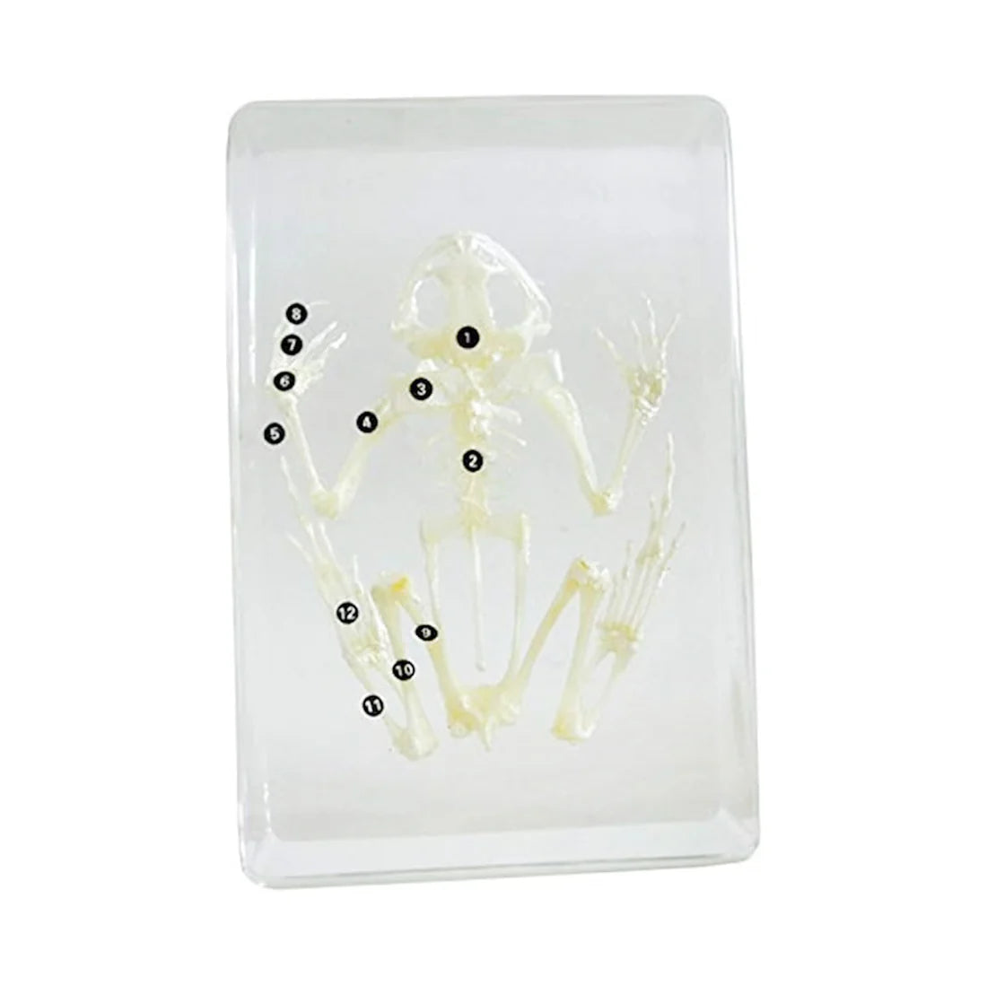 Real Frog Skeleton Model Acrylic Specimen