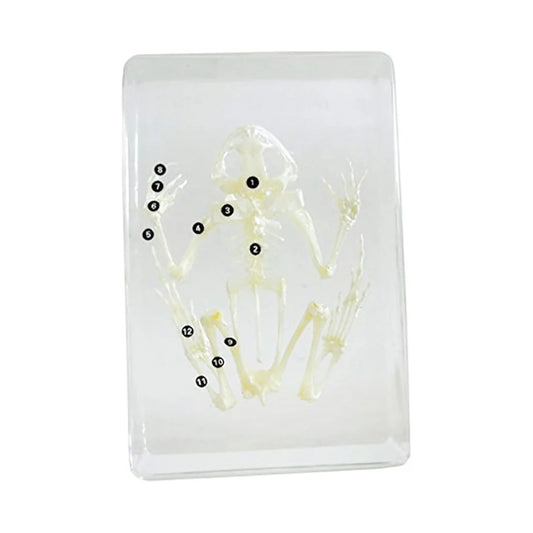 Real Frog Skeleton Model Acrylic Specimen
