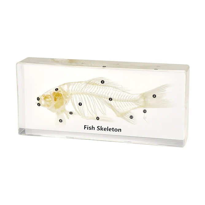 Real Fish Skeleton Model Acylic Specimen
