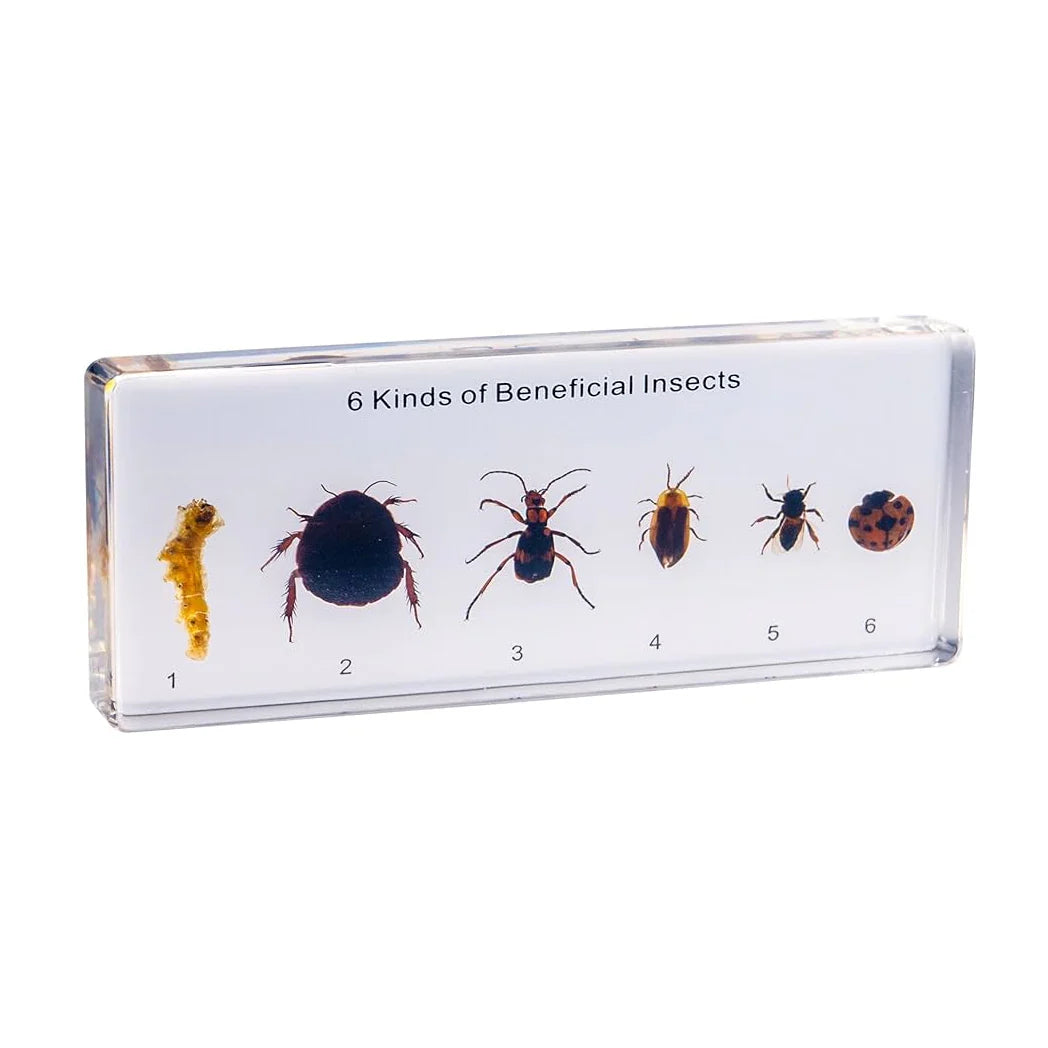Six Kind of Useful Insects Collection Acrylic Specimen