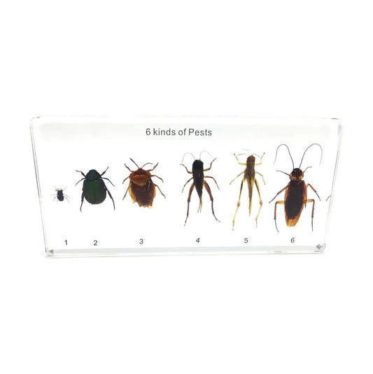 Six Kinds of Harmful Insects Collection Acrylic Specimen