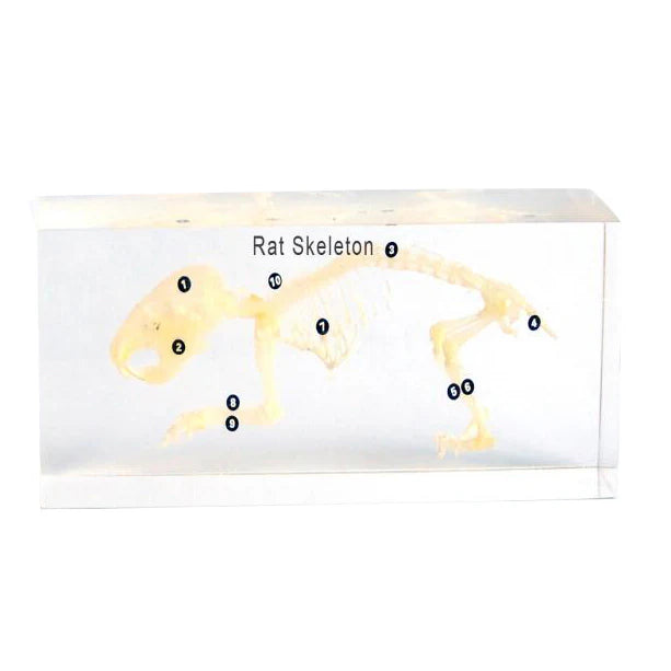 Real Rabbit Skeleton Model Acrylic Specimen