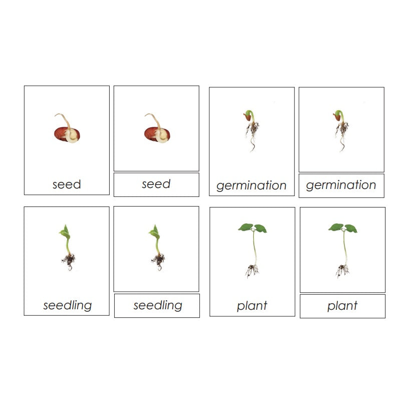 Three part cards- Seed