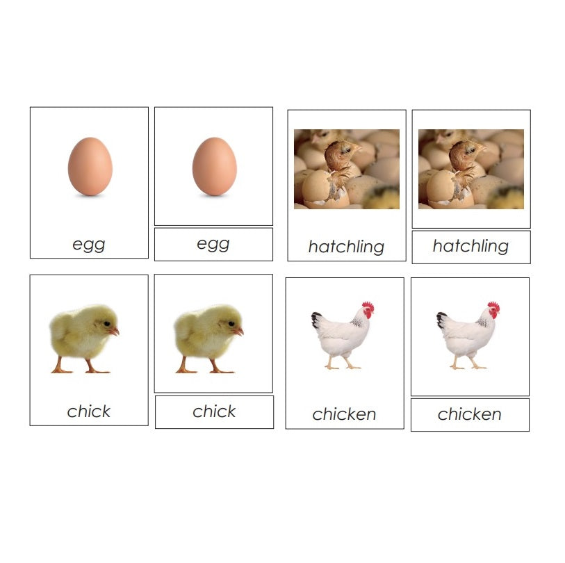 Three Part Cards- The Chicken