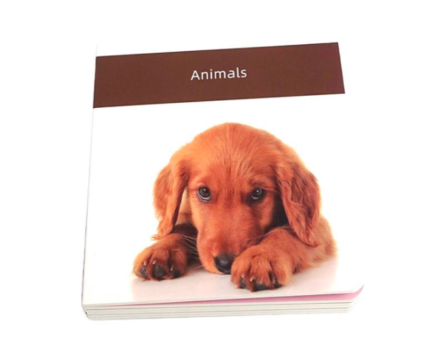 Animal Book English
