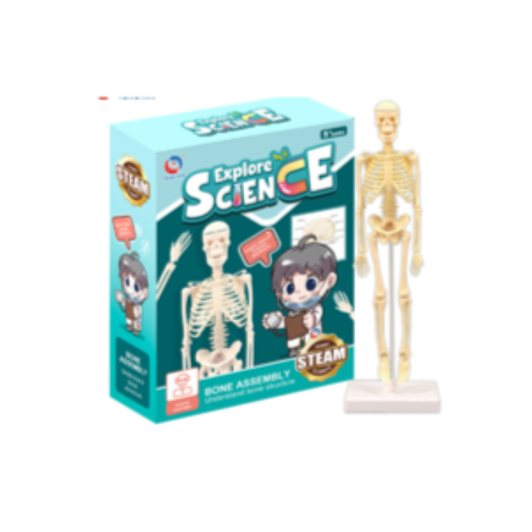 Small Human Skeleton Model