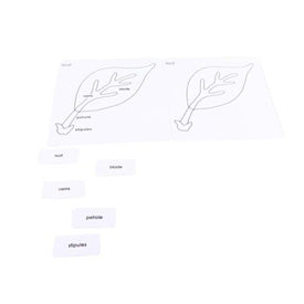 Parts of the Leaf Card Set