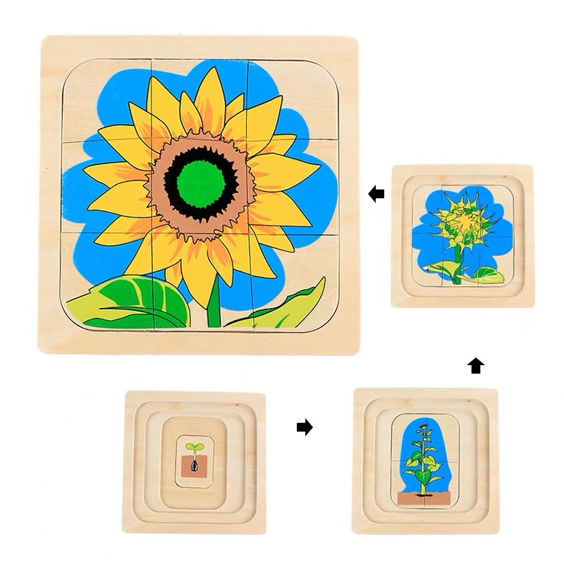 Life Cycle of Sunflower Puzzle