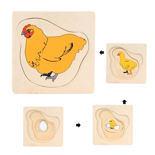 Life Cycle of Chicken Puzzle