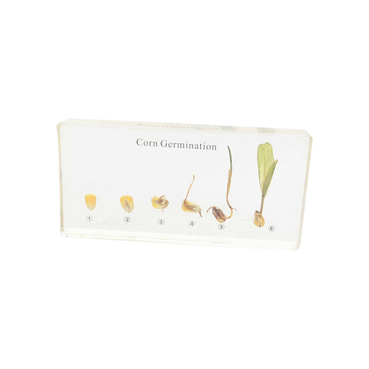 Corn Germination Acrylic Specimen
