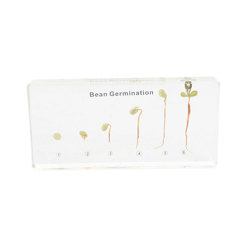Bean Germination Acrylic Specimen