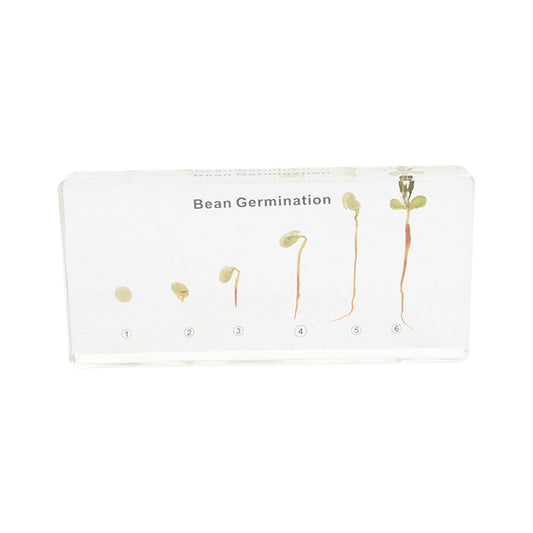 Bean Germination Acrylic Specimen
