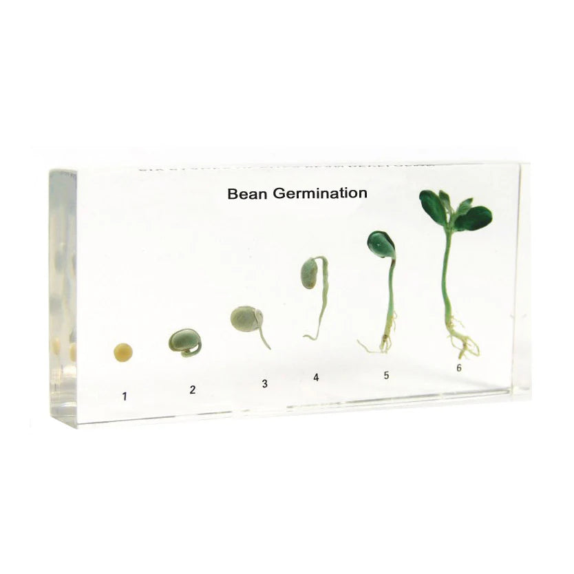 Bean Germination Acrylic Specimen