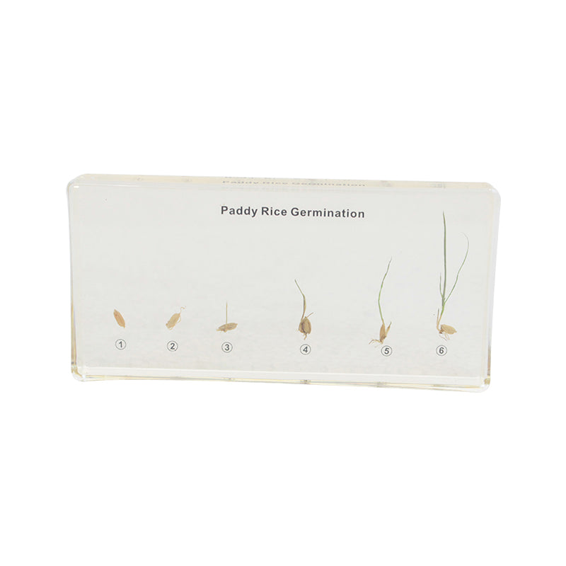 Paddy Rice Germination Acrylic Specimen