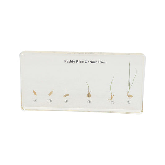 Paddy Rice Germination Acrylic Specimen