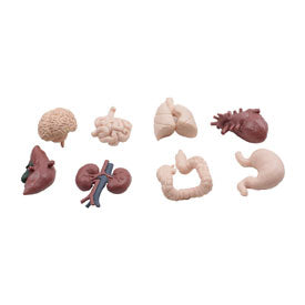 Objects - Human Organs