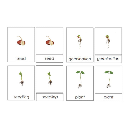 Three part cards- Seed